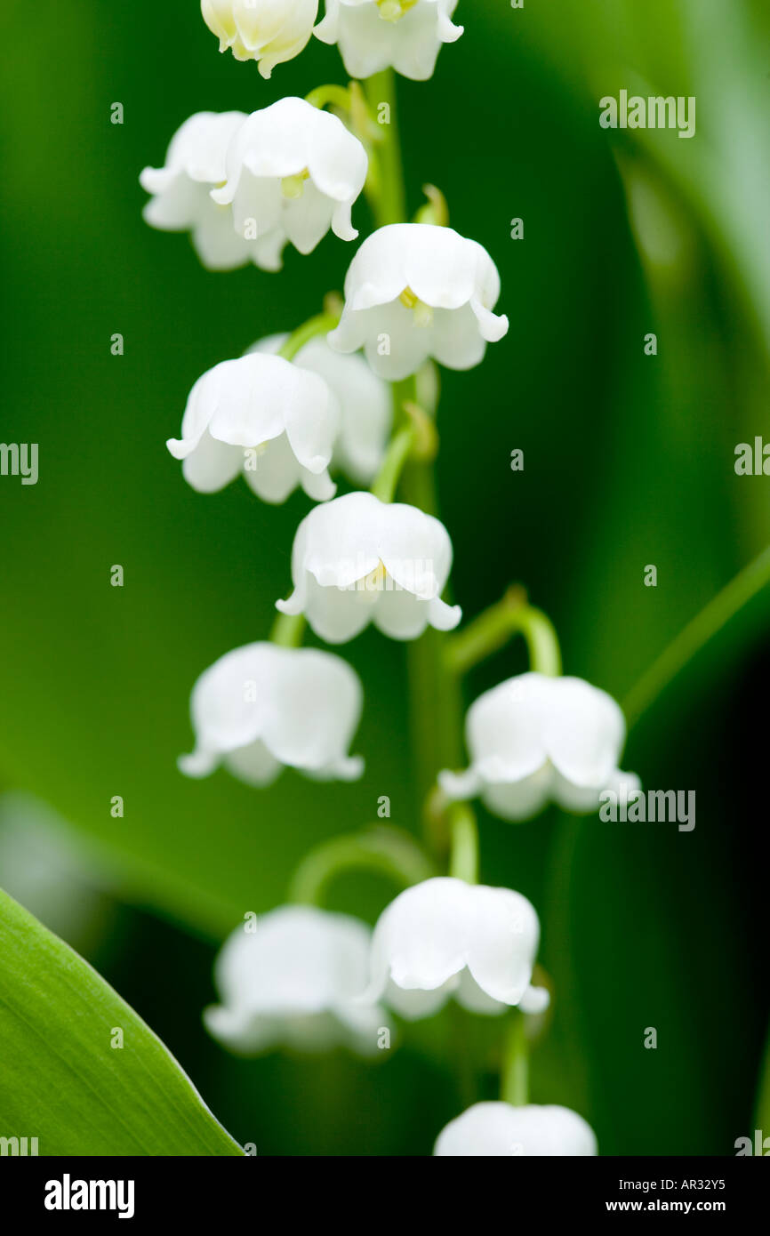 Nome comune: il giglio della valle nome latino: convallaria majalis Foto Stock