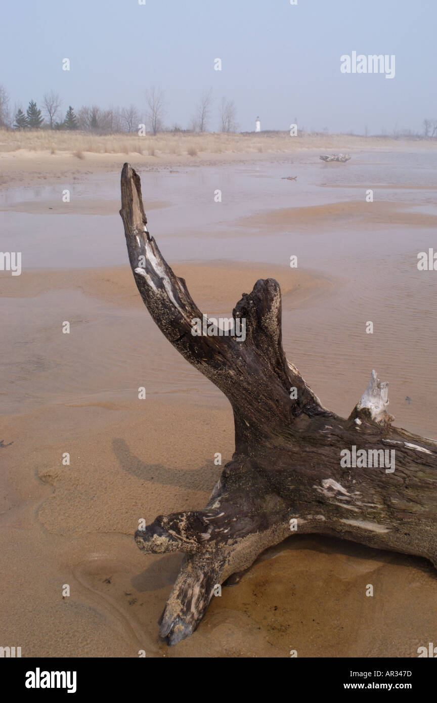 Driftwood lungo il litorale del Lago Huron in East Tawas Michigan Foto Stock