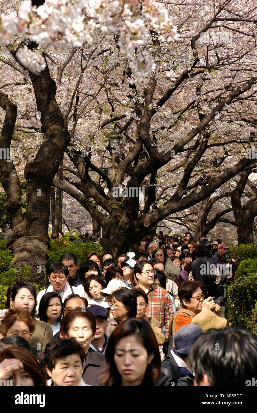 Crowds of people viewing cherry blossom near the Imperial Palace in Tokyo japan Foto Stock