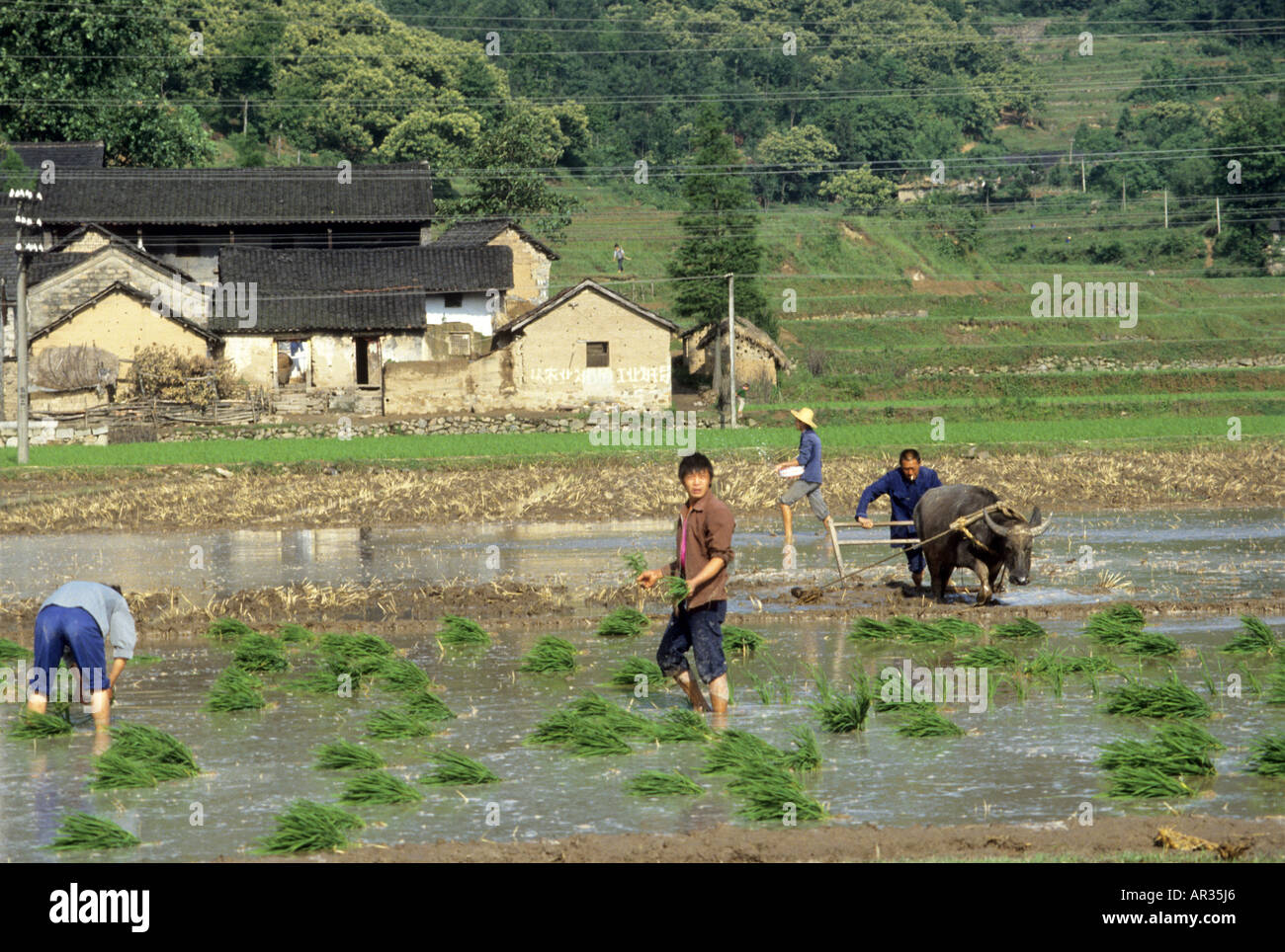 Villaggio di persone che lavorano nel loro villaggio risaie. Foto Stock
