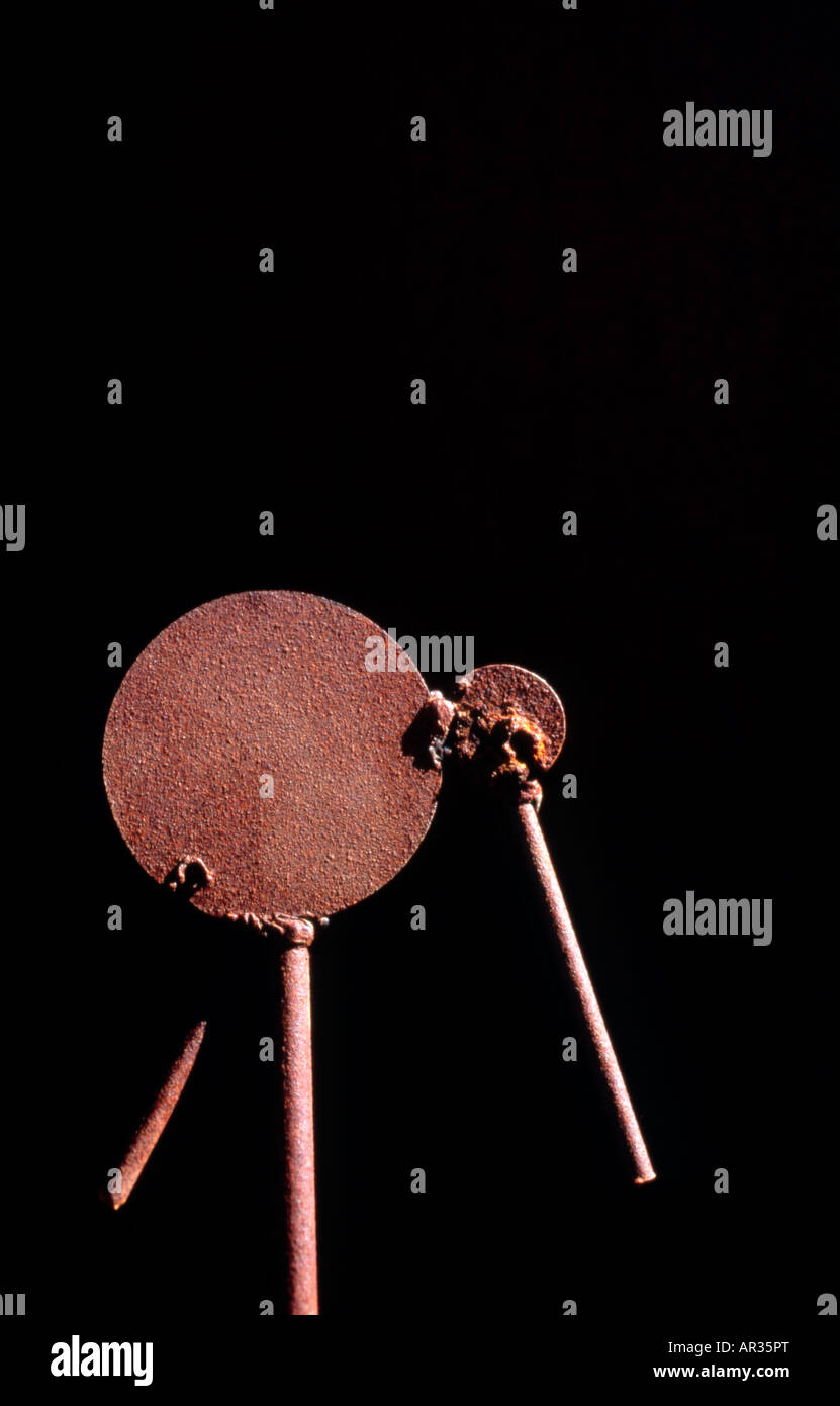 Ferro da stiro in miniatura kiwi creato da Carl Gifford, Wellington, Nuova Zelanda Foto Stock