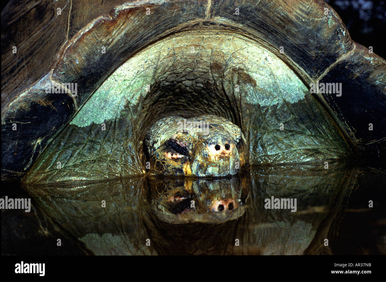 Turtle dormire in stagno, Isola di Santa Cruz, Galapagos, Ecuador, Sud America, America Foto Stock