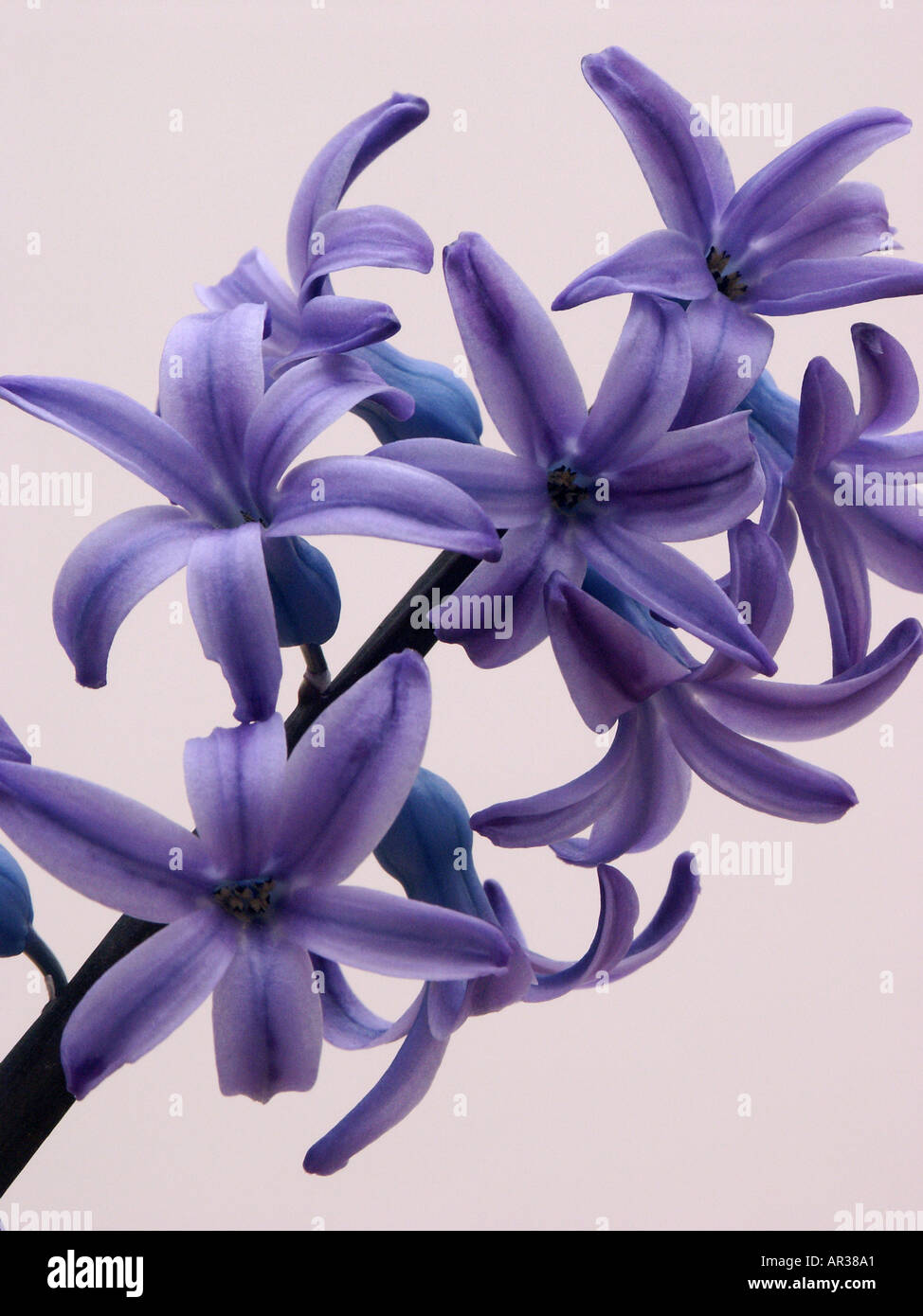Deep Purple Giacinto bloom Foto Stock