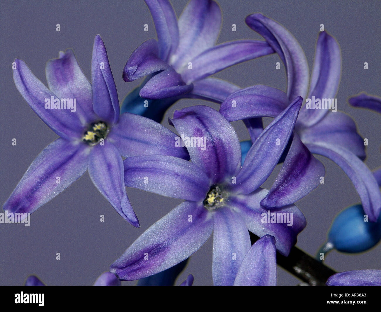 Deep Purple Giacinto bloom Foto Stock