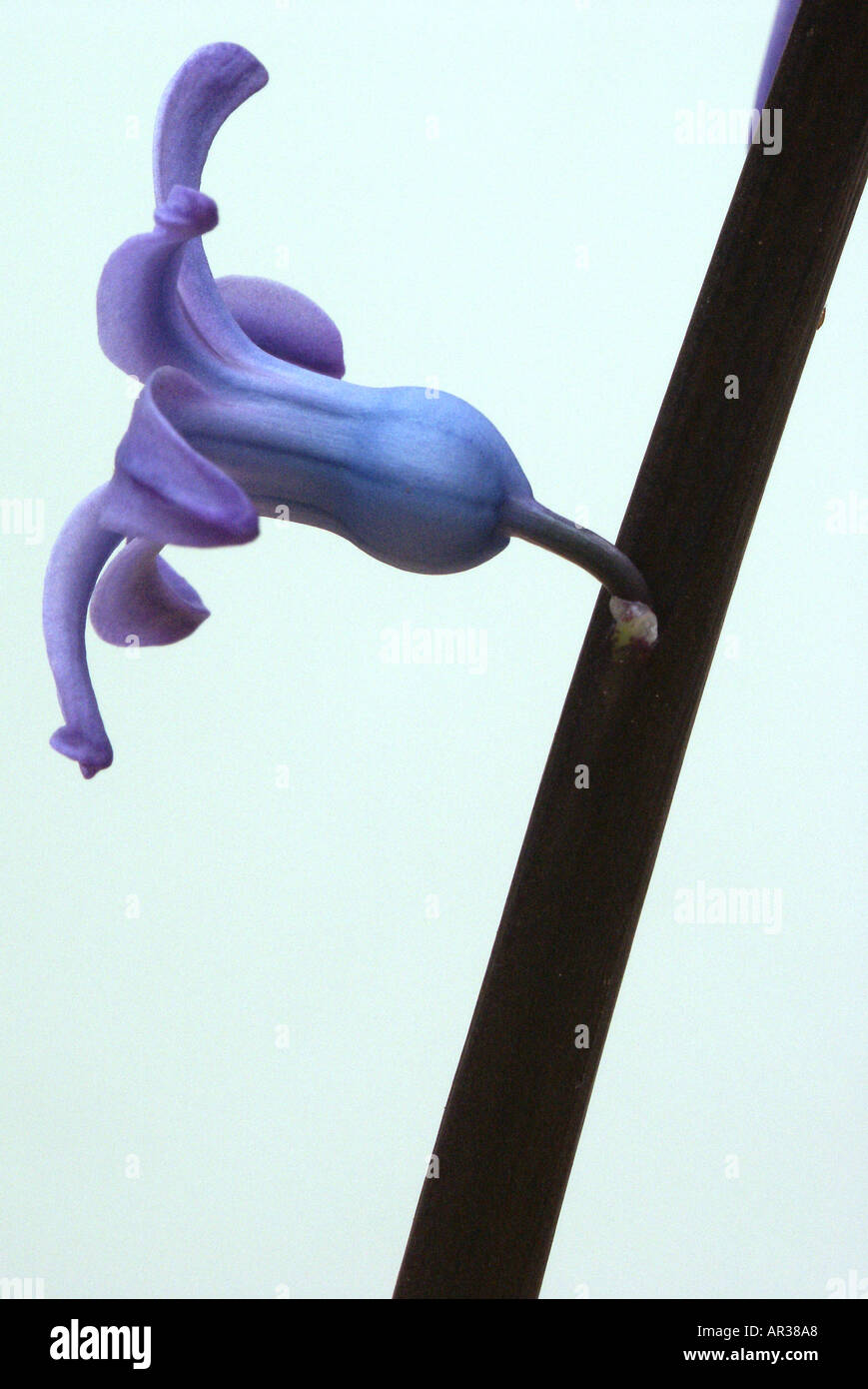Unico Deep Purple Giacinto bloom Foto Stock