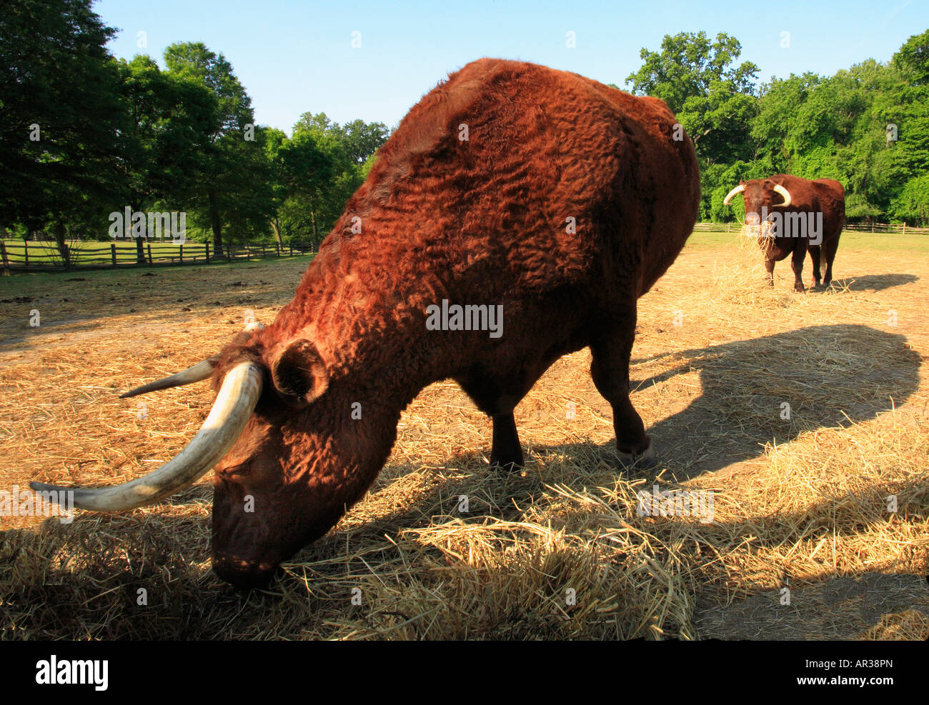 Buoi, George Washington Mt. Vernon Estate & Gardens, Mt. Vernon, Virginia, Stati Uniti d'America Foto Stock