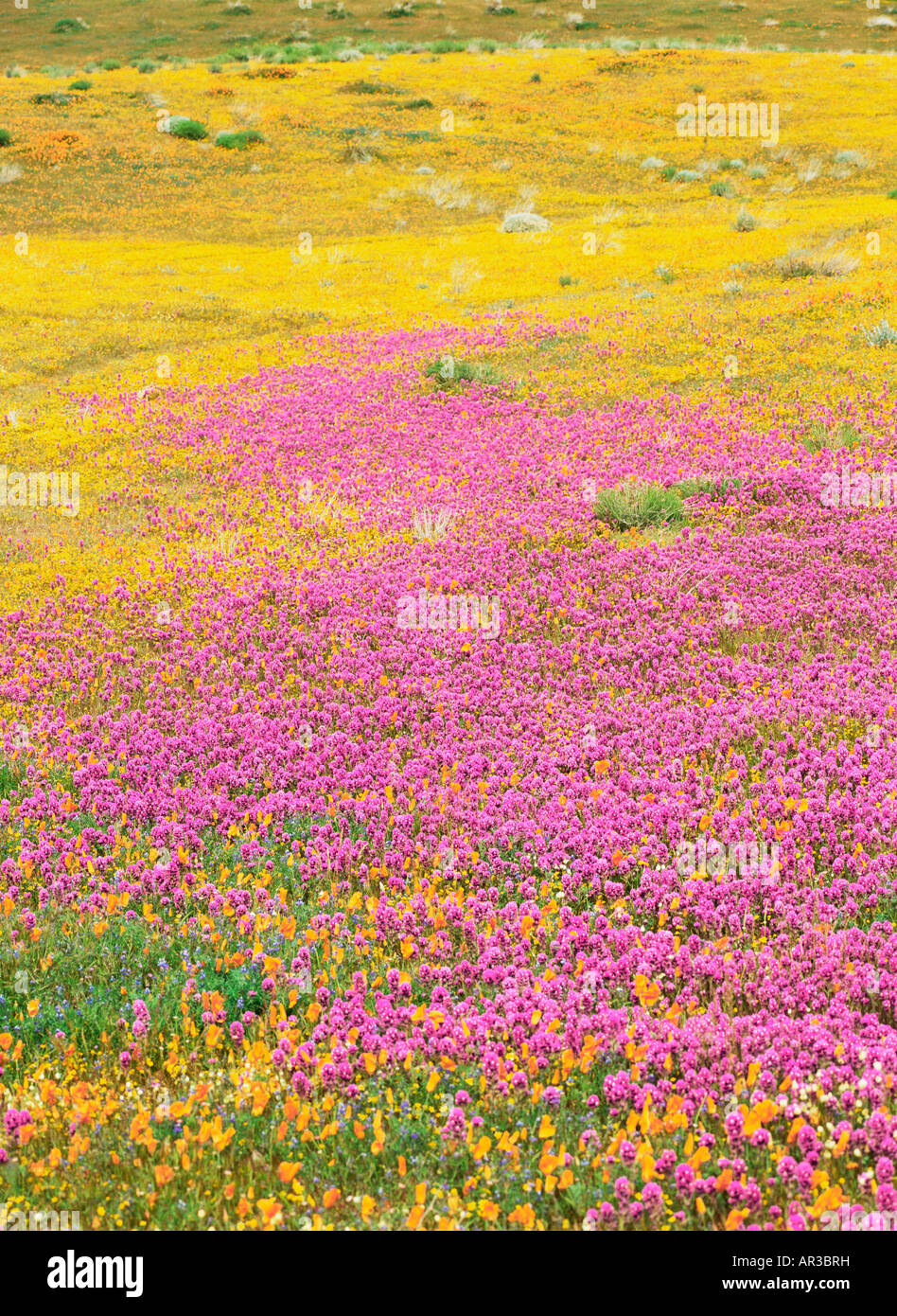 California poppies in Antelope Valley Foto Stock