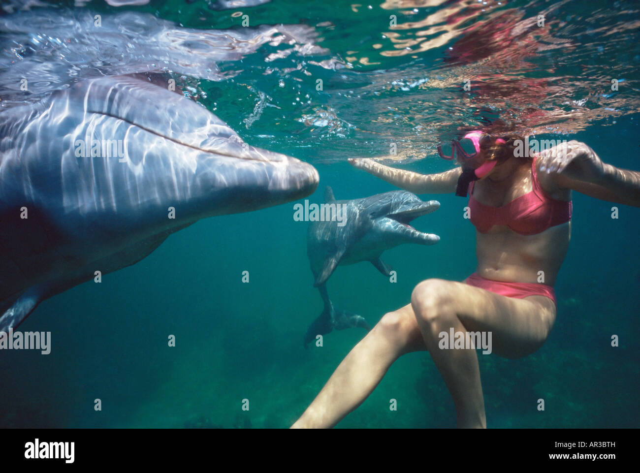 Donna di nuoto con i delfini Foto Stock