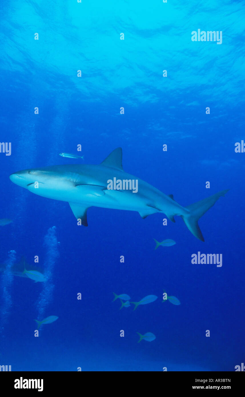 Caribbean reef shark Foto Stock