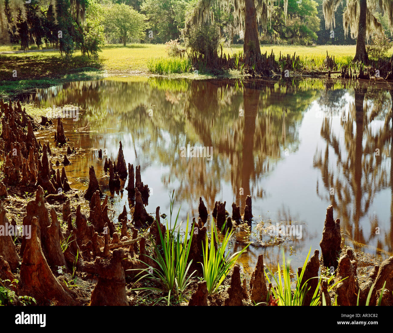 Cipressi e ginocchia in Everglades National Park in Florida USA palude Foto Stock