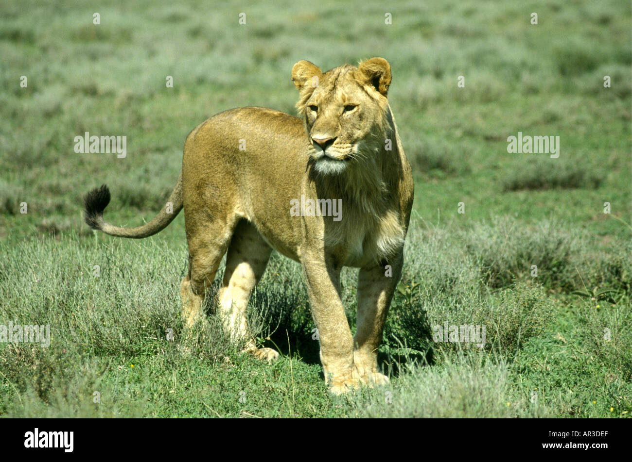 Giovane maschio lion circa tre 3 anni con il suo mane appena iniziando a crescere Foto Stock