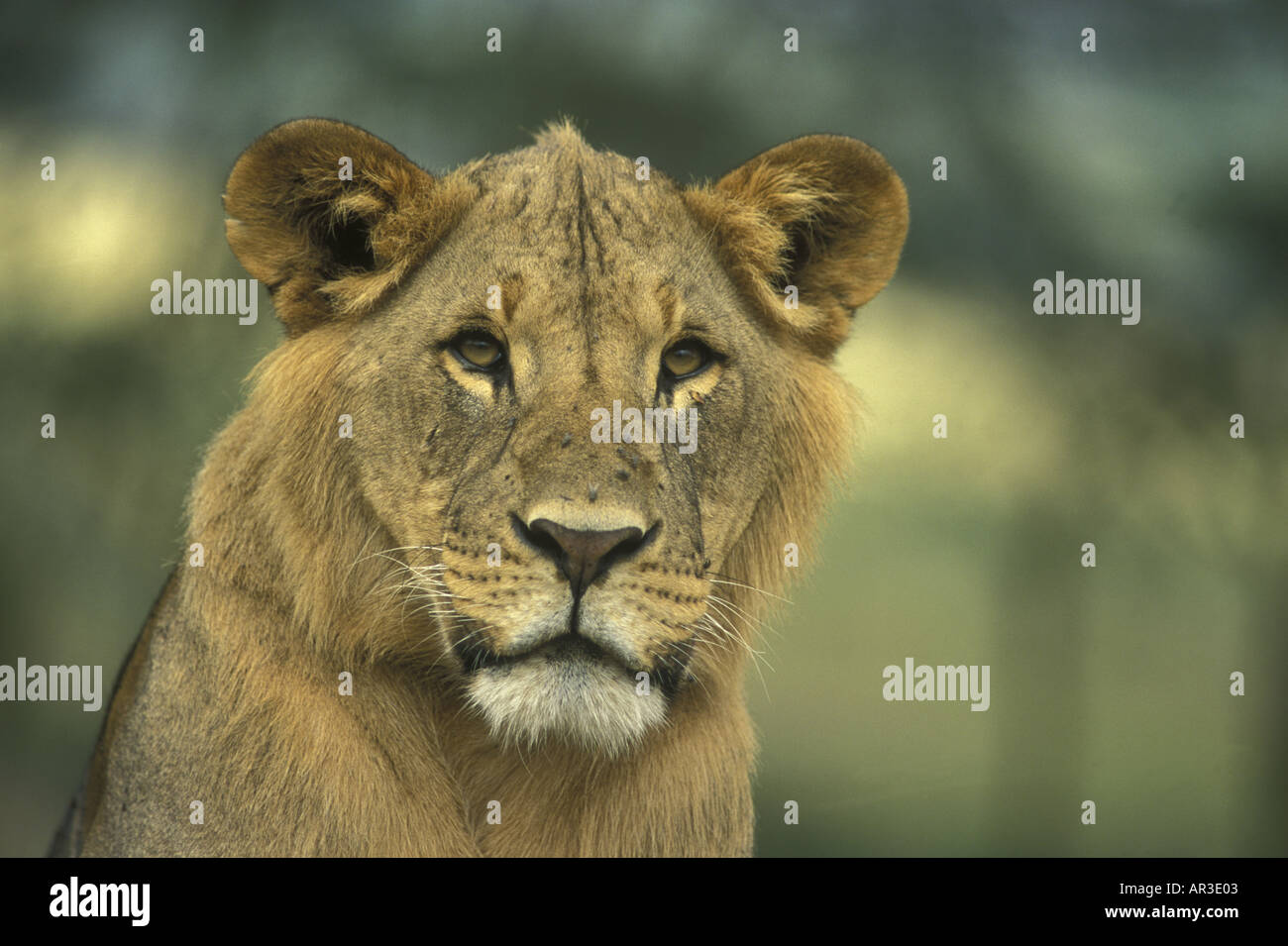 Close up ritratto di una giovane maschio lion tra due e tre anni con la sua mane appena iniziando a crescere Foto Stock