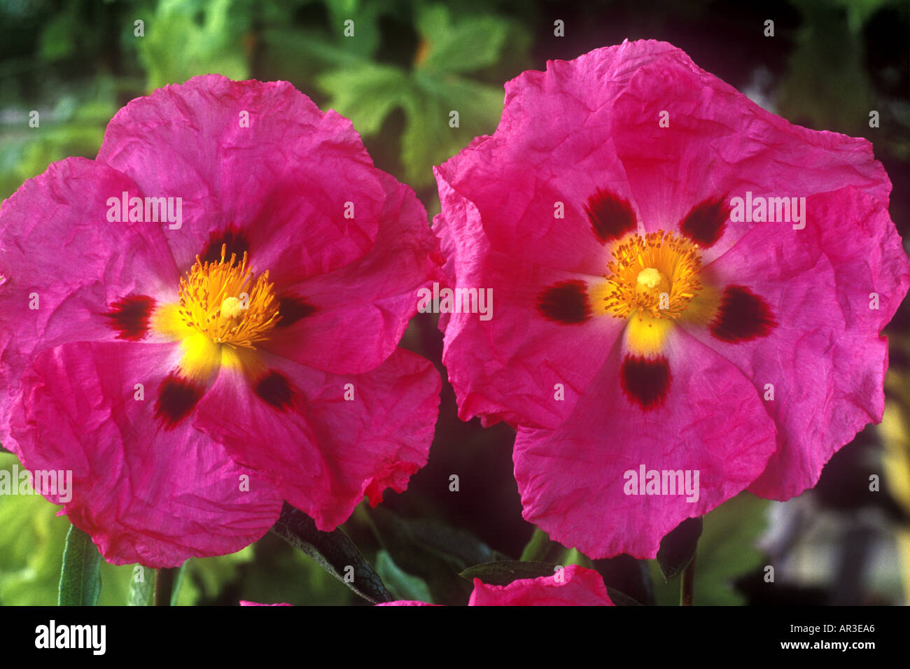 Cistus purpureus x. Modulo Gas Anestetici Foto Stock