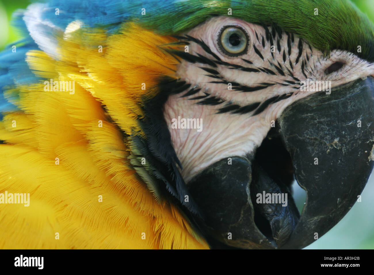 Parrot in Parc des oiseaux Villars les Dombes Francia Foto Stock