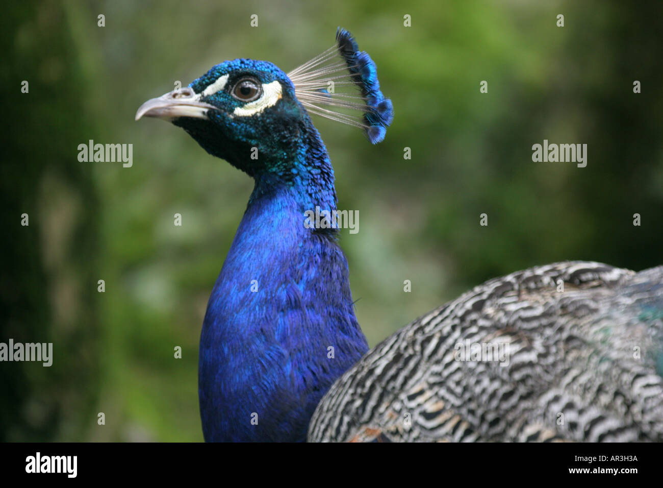 Peacock in Parc des oiseaux Villars les Dombes Francia Foto Stock