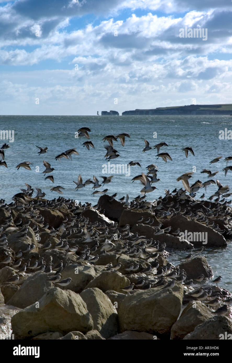 Un gregge di dunlins (Calidris alpina) in Poole Dorset England Regno Unito Foto Stock Un gregge di dunlins (Calidris alpina) in Poole Dorset England Regno Unito Foto Stock