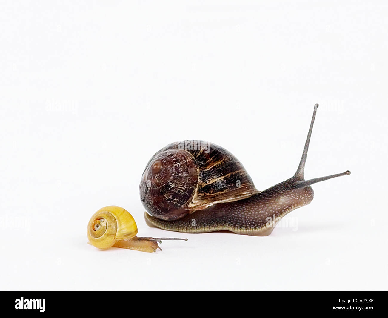 Una lumaca di grandi dimensioni e una piccola lumaca. Foto Stock