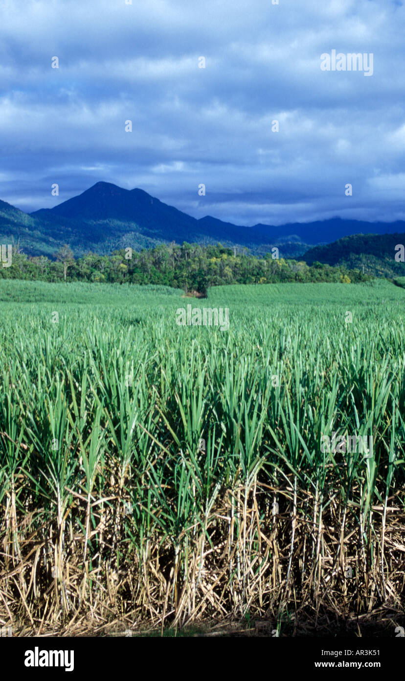 La canna da zucchero cresce in NE Queensland Australia Foto Stock