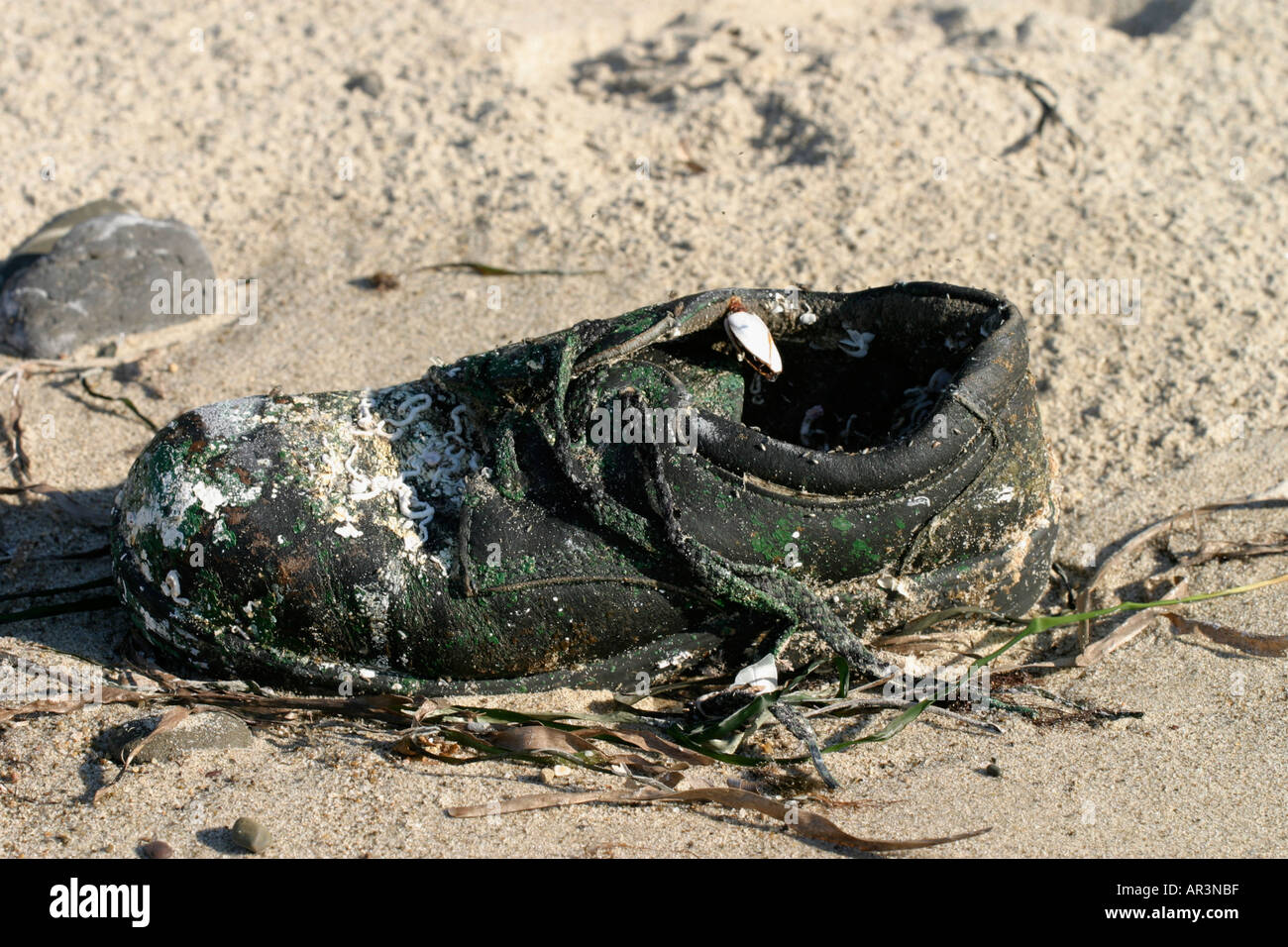Barnacle incrostati di vecchia scarpa sulla spiaggia della costa nord della Sicilia Foto Stock