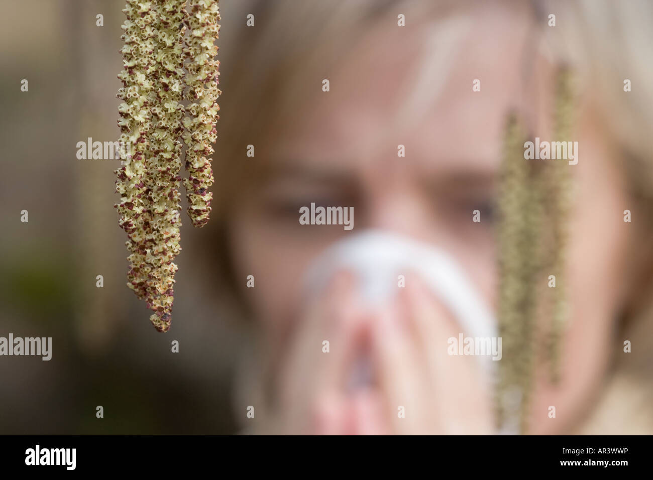 La febbre da fieno o allergia da polline da impollinazione di maturata amenti da ontano nero Foto Stock
