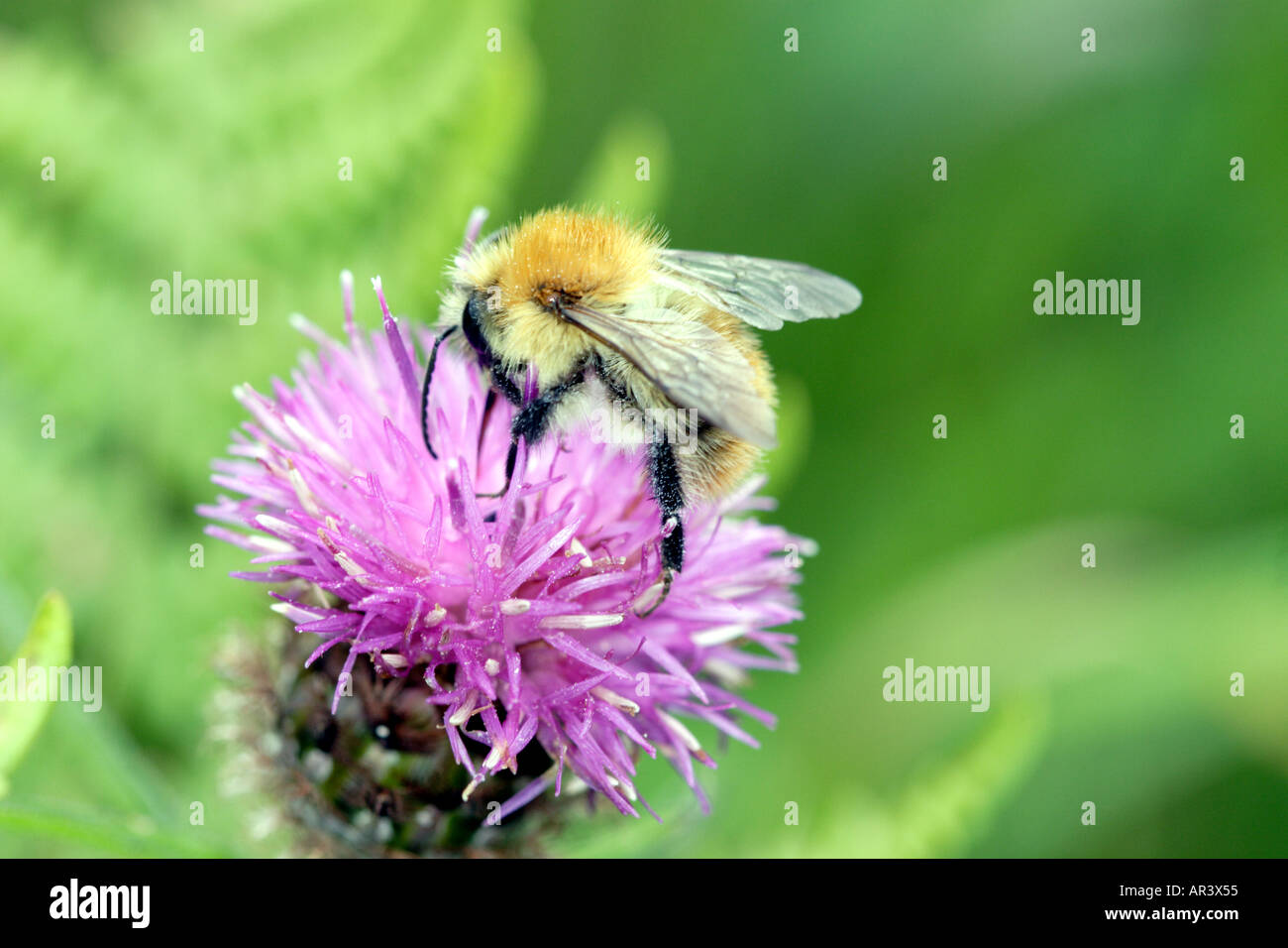Bumble Bee su Thistle eventualmente il Comune Carder-Bee Bombus Agrorum Foto Stock