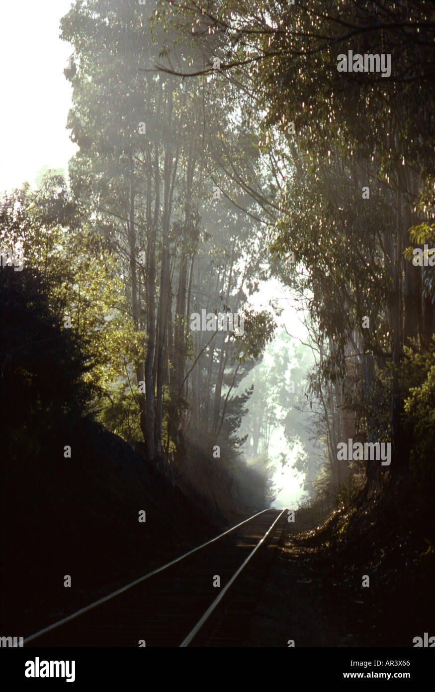 I binari della ferrovia attraverso gli alberi di eucalipto Foto Stock