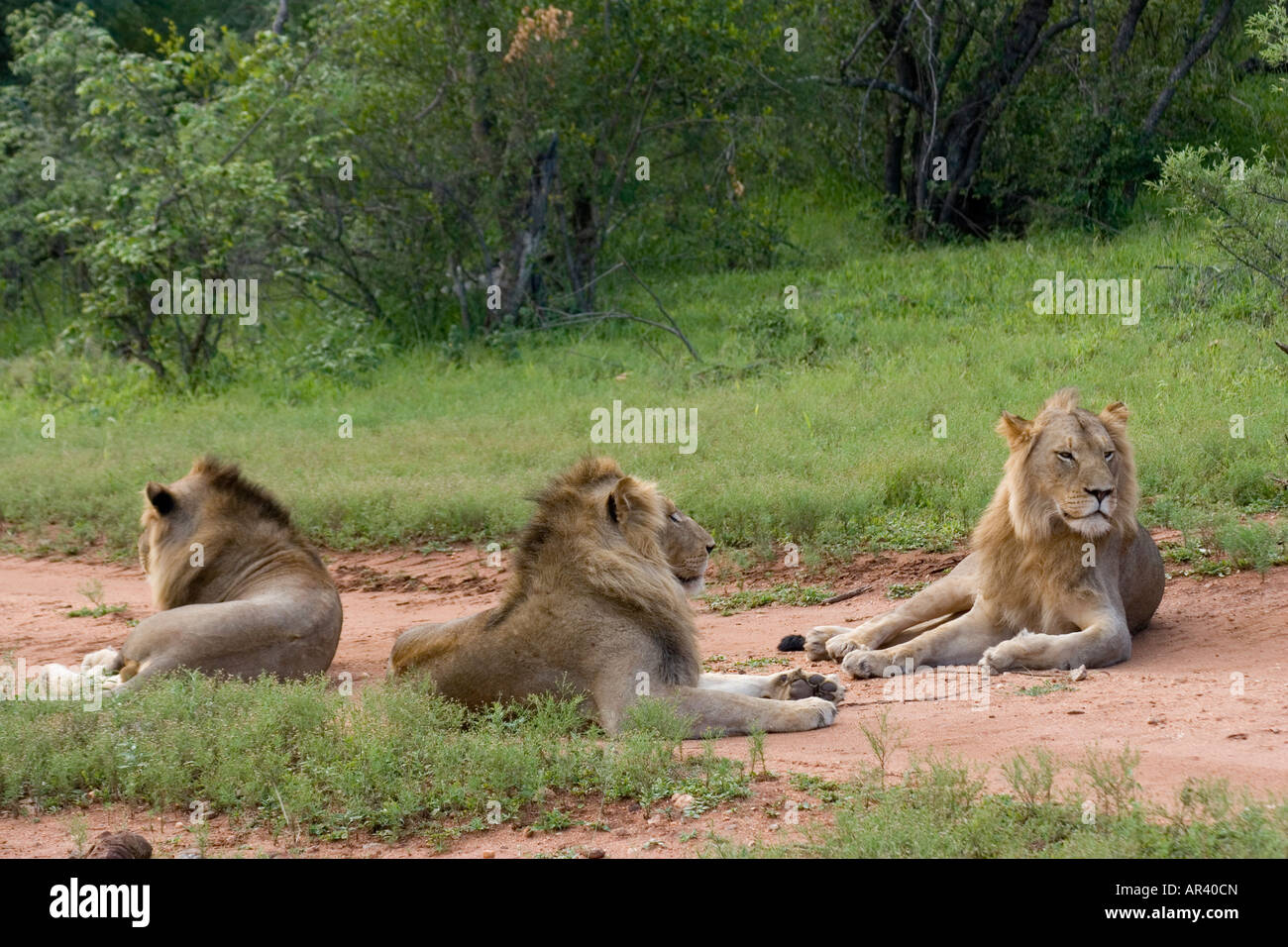 I Lions passano la maggior parte del loro tempo in appoggio o in stato di sospensione per risparmiare energia maschio Lions possono viaggiare insieme e unire un orgoglio delle femmine Foto Stock