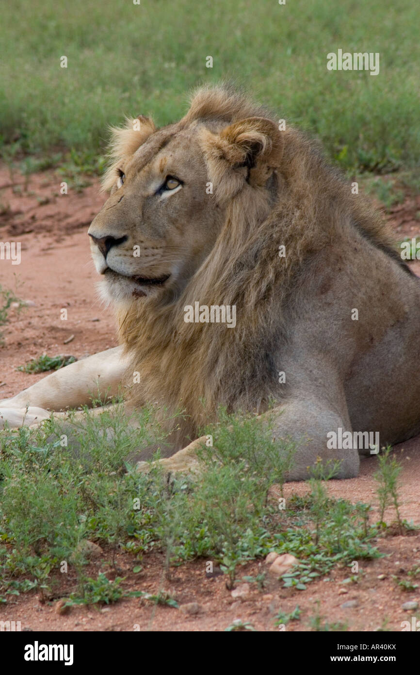 Il maschio di leone la criniera aiuta a proteggere lui quando combatte contro i Lions passano la maggior parte del loro tempo in appoggio o in stato di sospensione per risparmiare energia Foto Stock