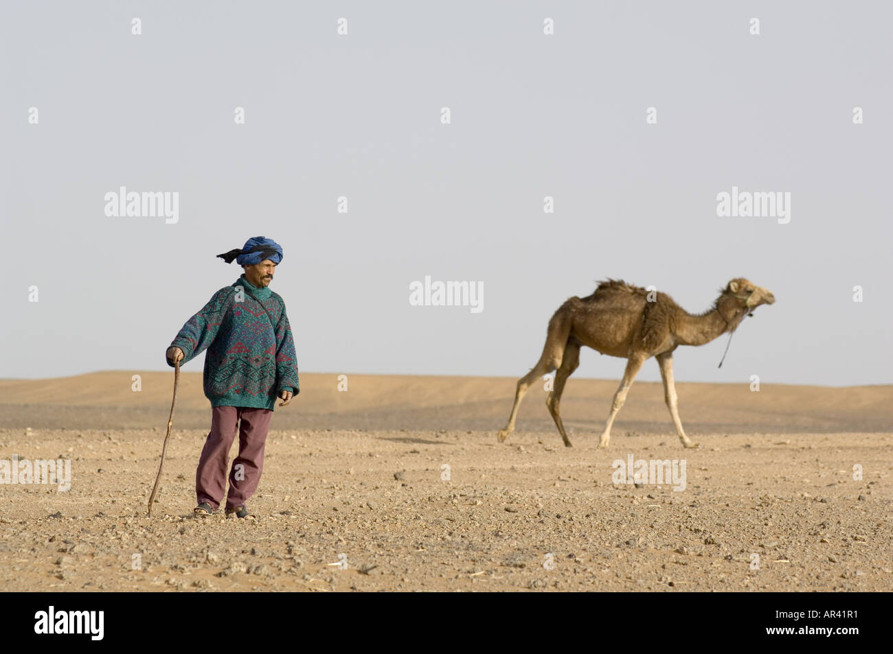 Driver di cammello, Erg Chebbi, Marocco Foto Stock