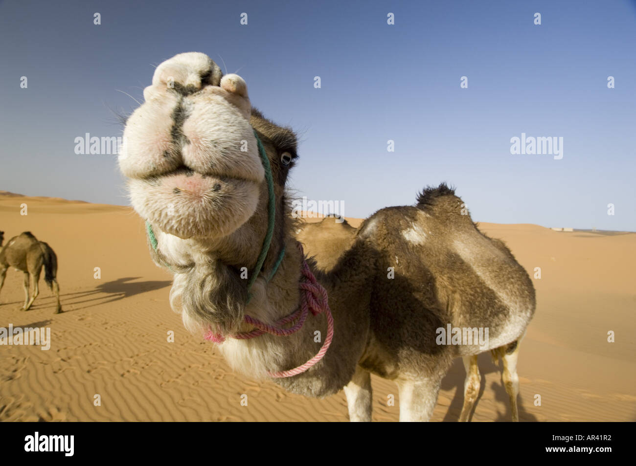 Dromedario, Erg Chebbi, Marocco Foto Stock