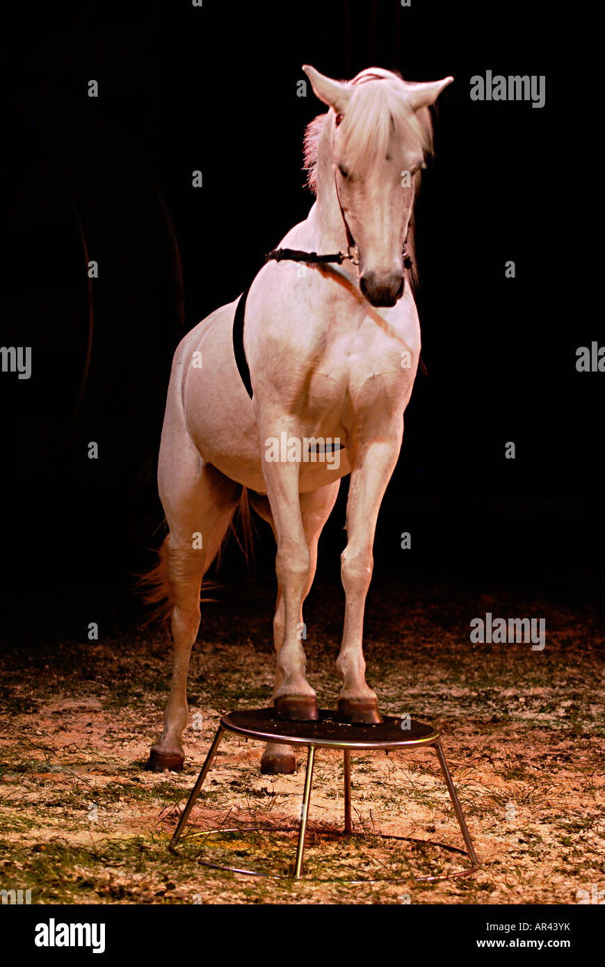 Circus cavallo in piedi su uno sgabello in un anello Foto Stock