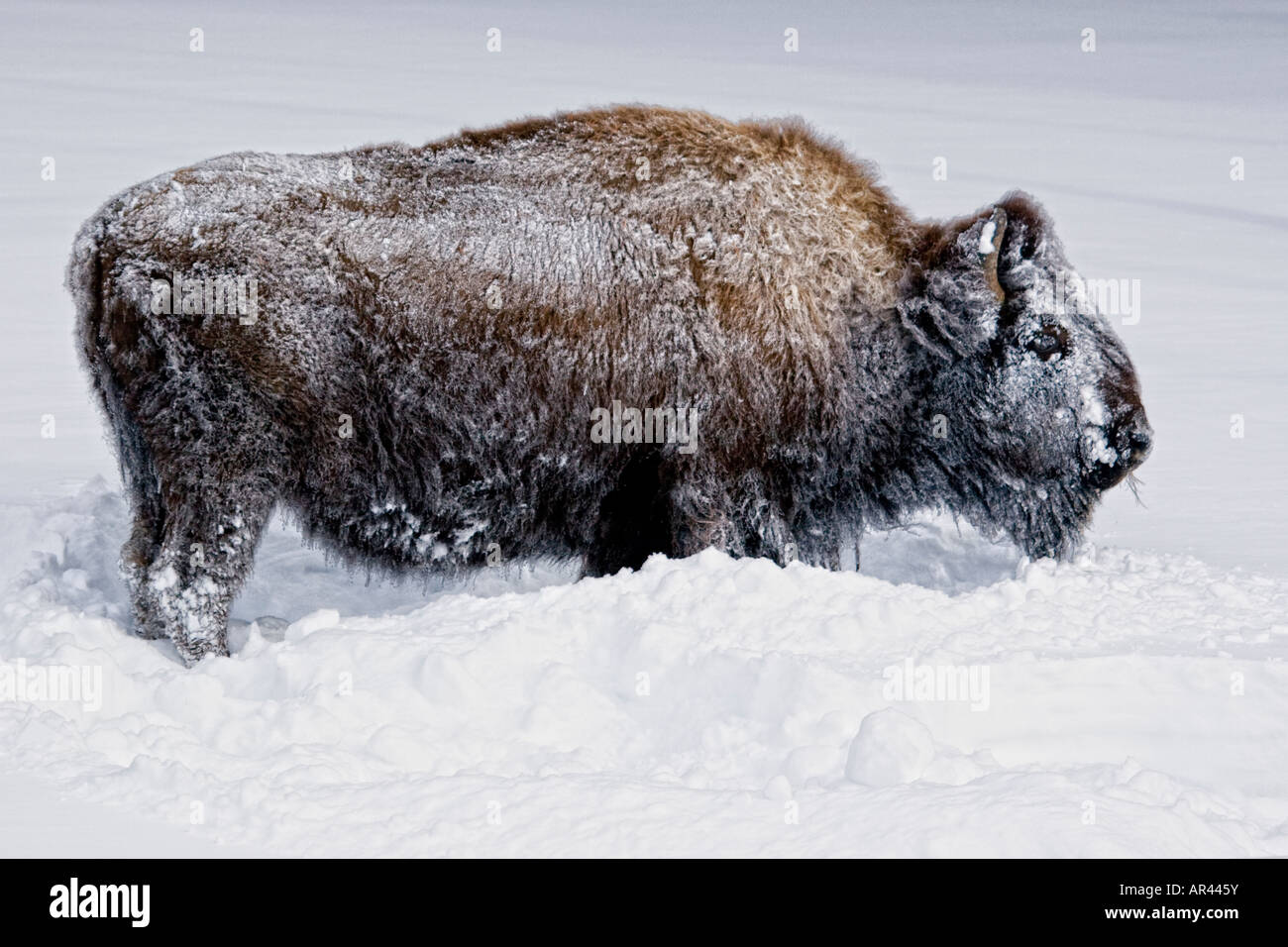 Parco Nazionale di Yellowstone Bison a scavare nella neve invernale da mangiare erba Foto Stock Parco Nazionale di Yellowstone Bison a scavare nella neve invernale da mangiare erba Foto Stock