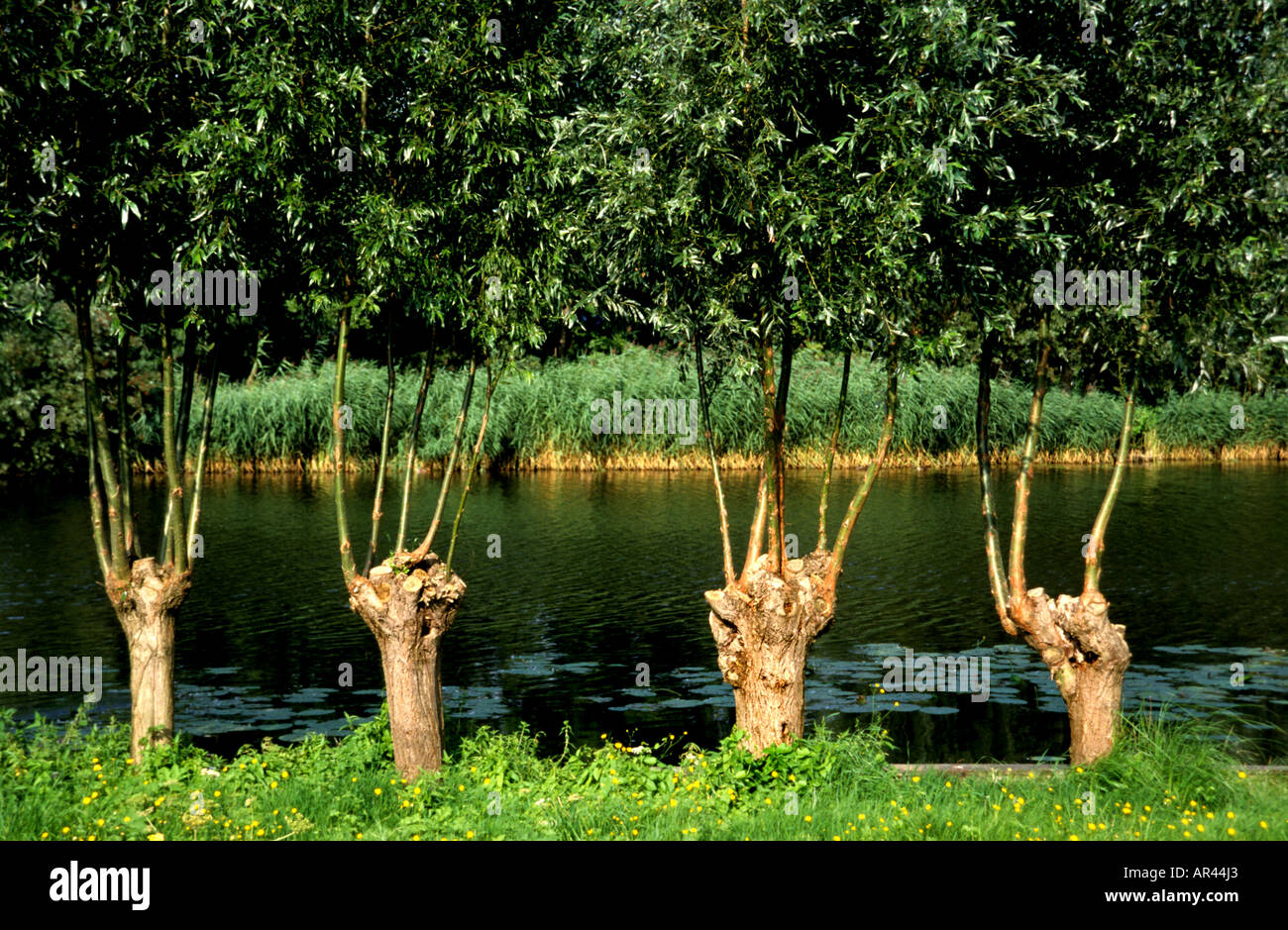 Alberi ad albero resto pollard willow Paesi Bassi Olanda Foto Stock