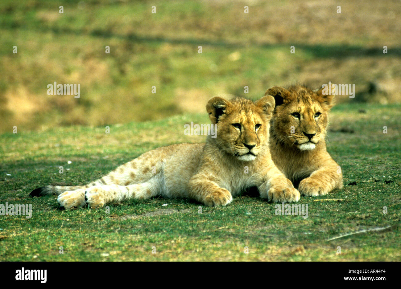 I Lions di Lion cub, cucciolo Foto Stock