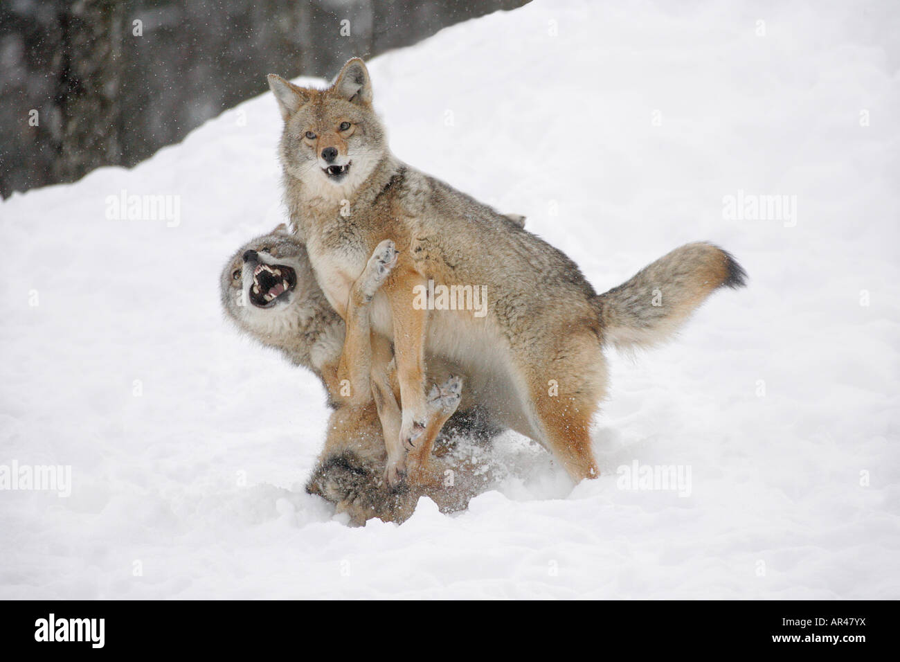 Due i coyote tussling nella neve Foto Stock