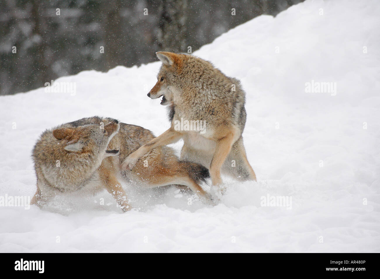 Due i coyote combattimenti nella neve Foto Stock