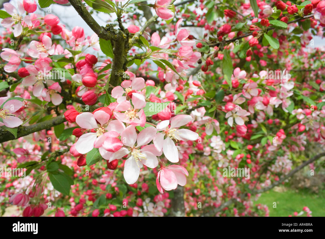 Una fioritura crabapple giapponese albero. Malus floribunda. Giardino inglese. Regno Unito. Foto Stock