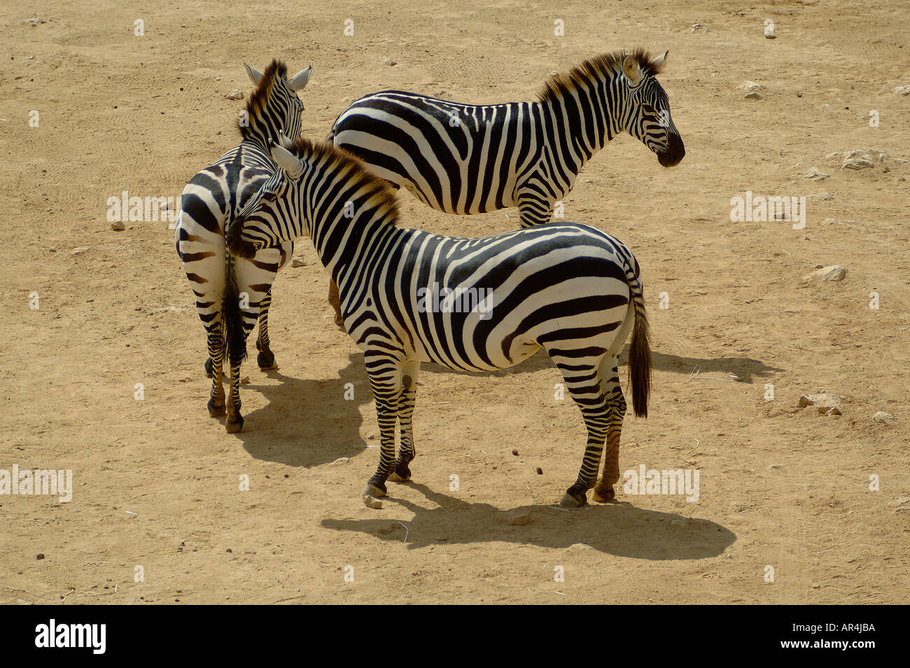 Zebra Foto Stock