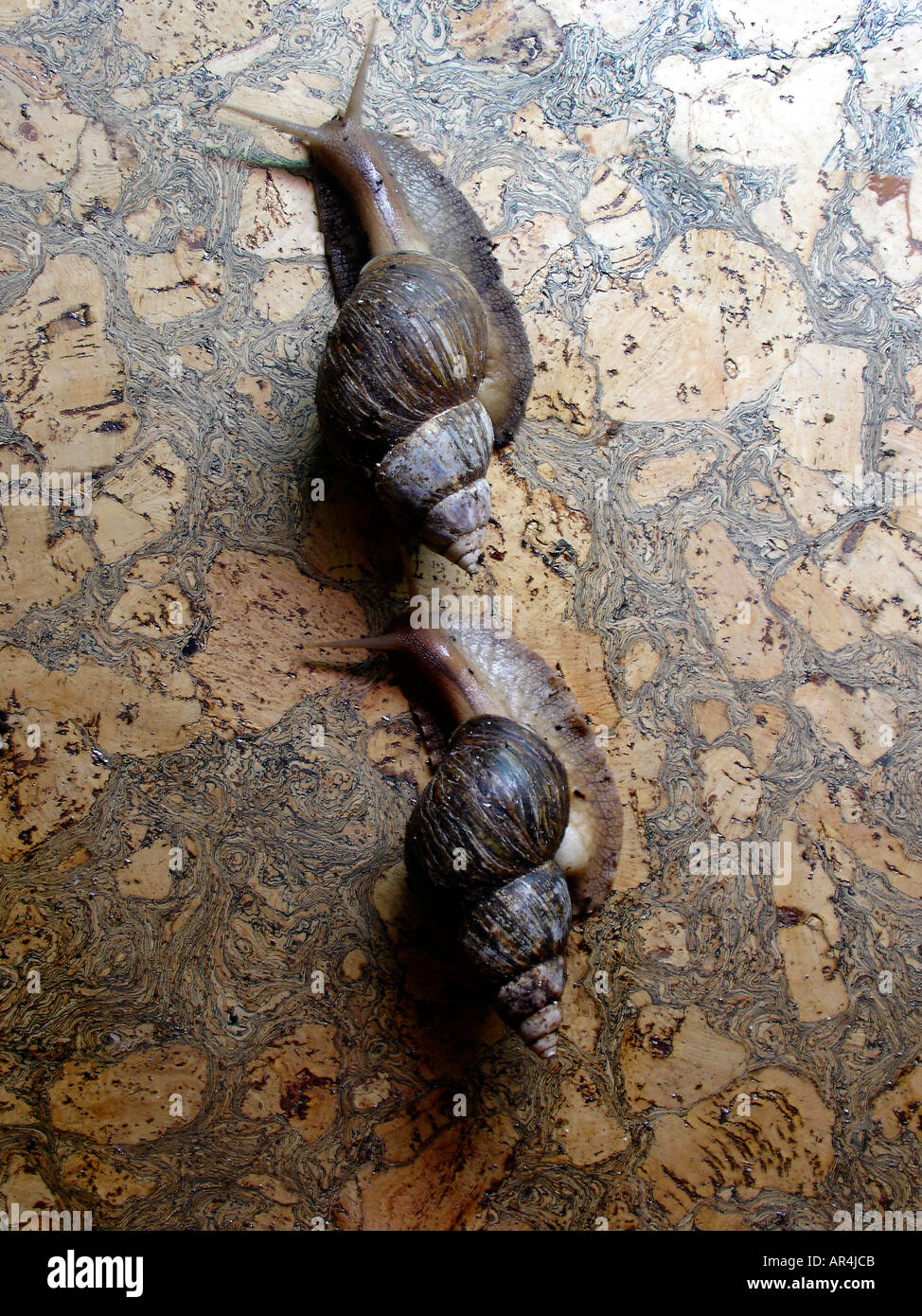 Lumaca gigante di gasteropodi Foto Stock