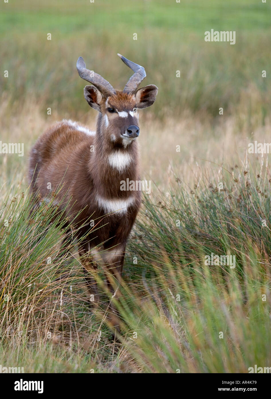 Voce maschile SITATUNGA Tragelaphus spekii Foto Stock