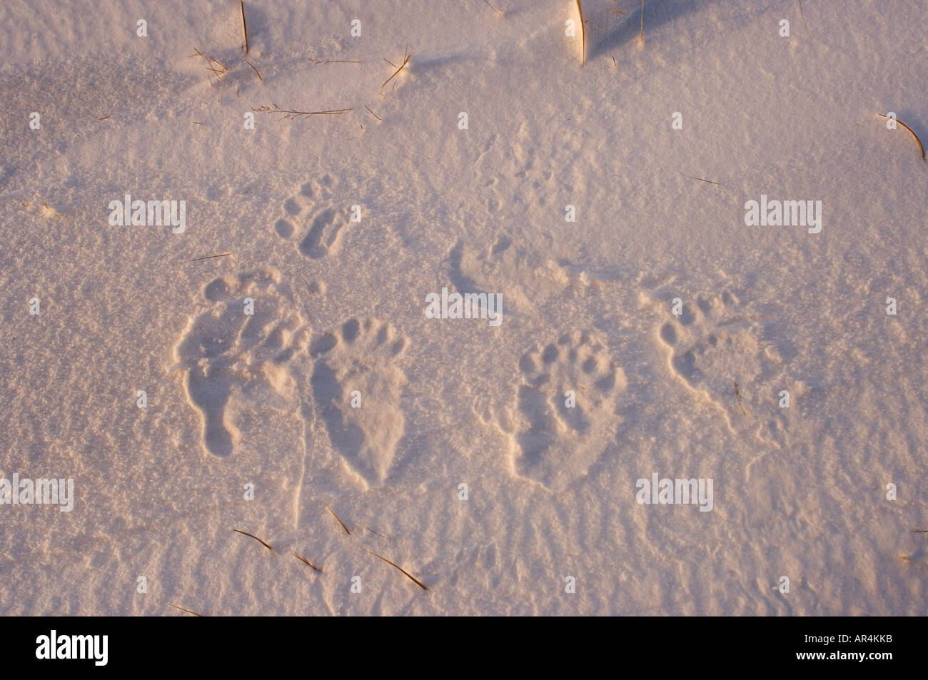 Gli orsi polari seminano e i cuccioli di cuccioli all'esterno di un sito abbandonato di recente lungo la costa artica orientale Arctic National Wildlife Refuge Ak Foto Stock