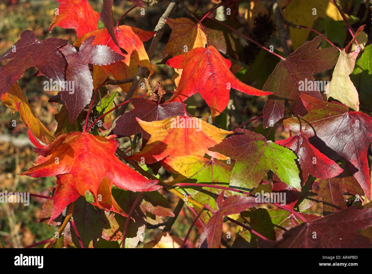 Caduta foglie con piena di colori autunnali Foto Stock