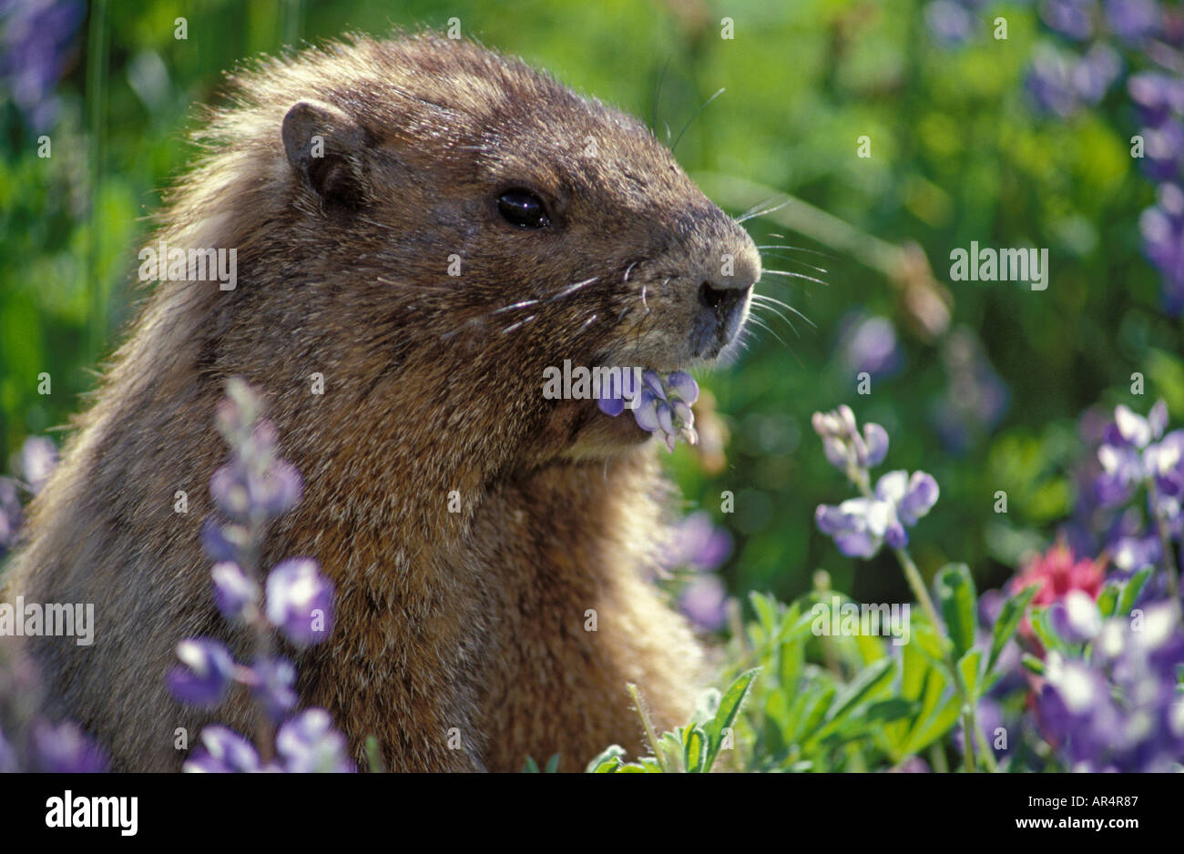 Annoso marmotta mangiare Fiori di lupino presso il Parco Nazionale del Monte Rainier Washington Foto Stock