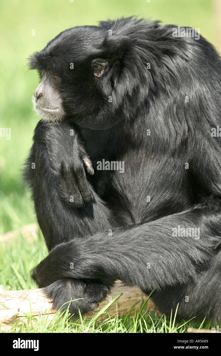 Gibbone Hylobates syndactylus Foto Stock
