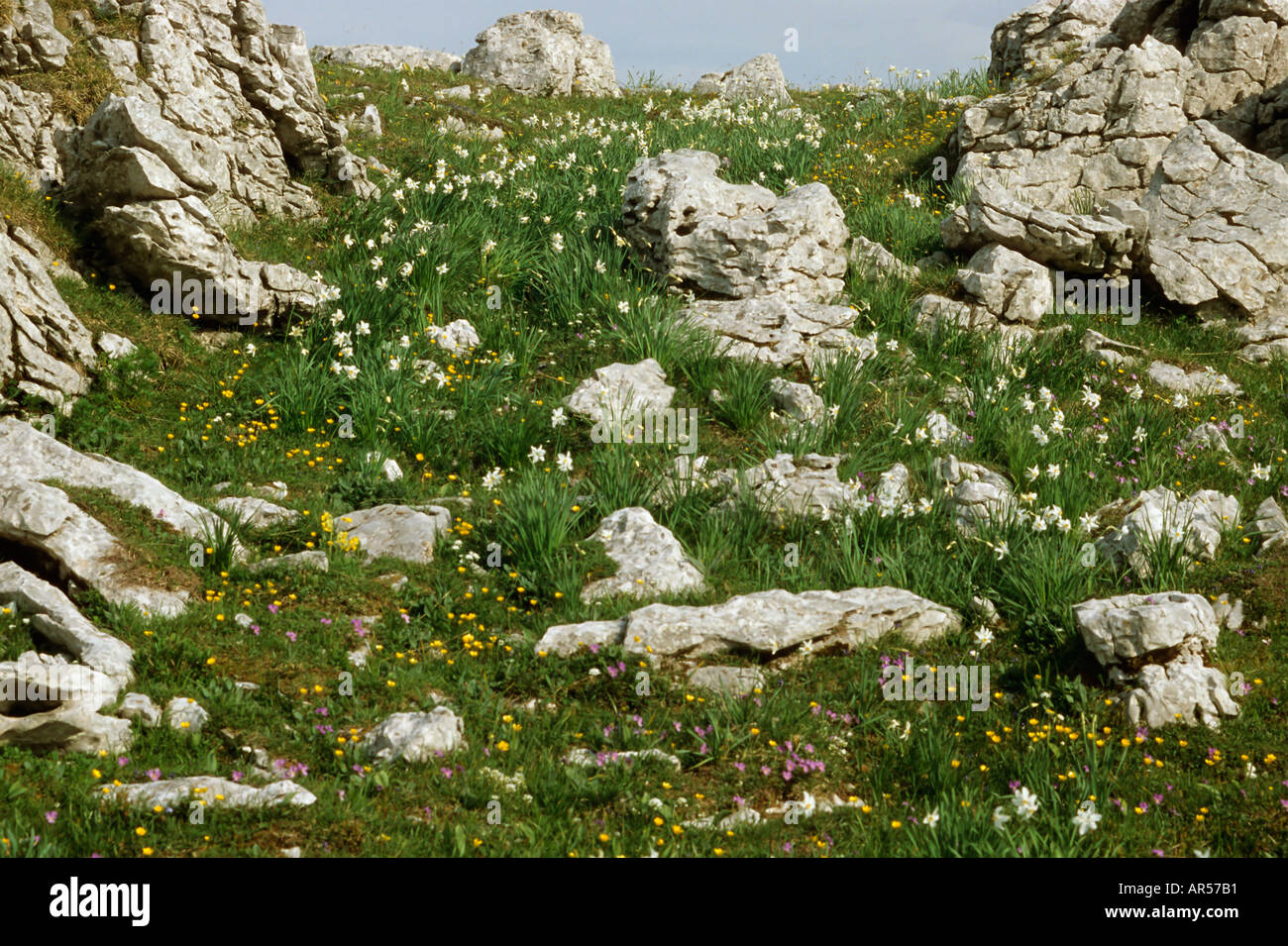 Fagiani Eye Narcissus poeticus tra le rocce calcaree Foto Stock