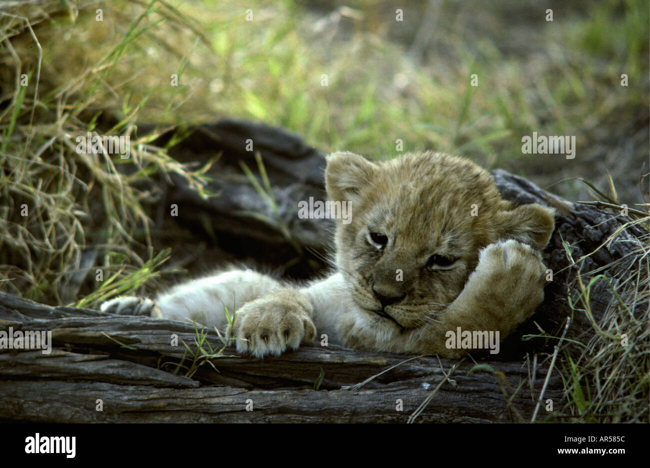 Lion cub circa due mesi rilassante su un albero morto tronco appoggiato la sua testa sulla sua zampa anteriore e paw Foto Stock