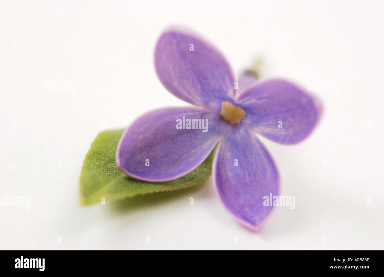 Chiusura del singolo fiore lilla Foto Stock