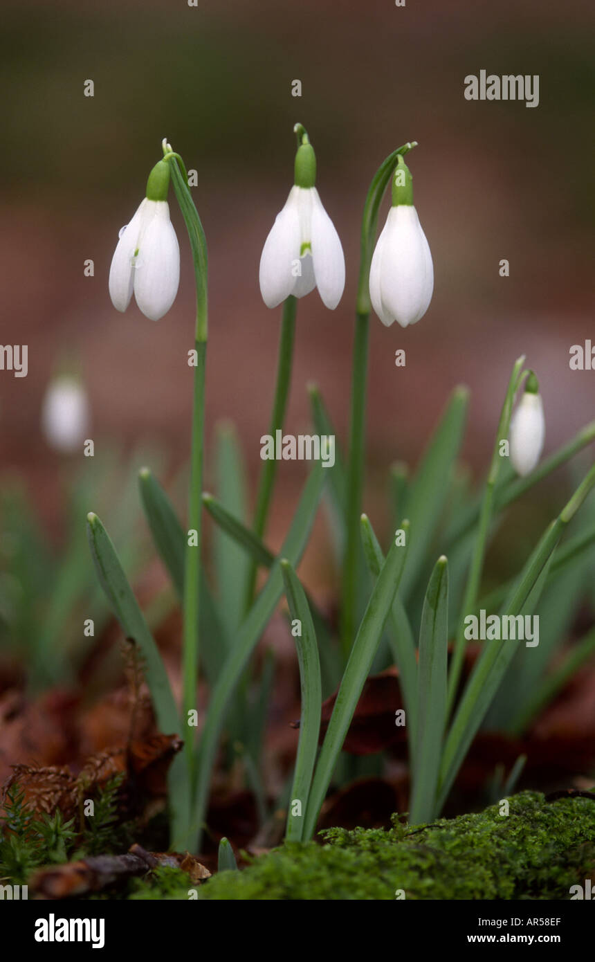 Bucaneve Galanthus nivalis in febbraio a Crathes Castle boschi Aberdeenshire Grampian Regione Scozia UK GFL 1237 Foto Stock