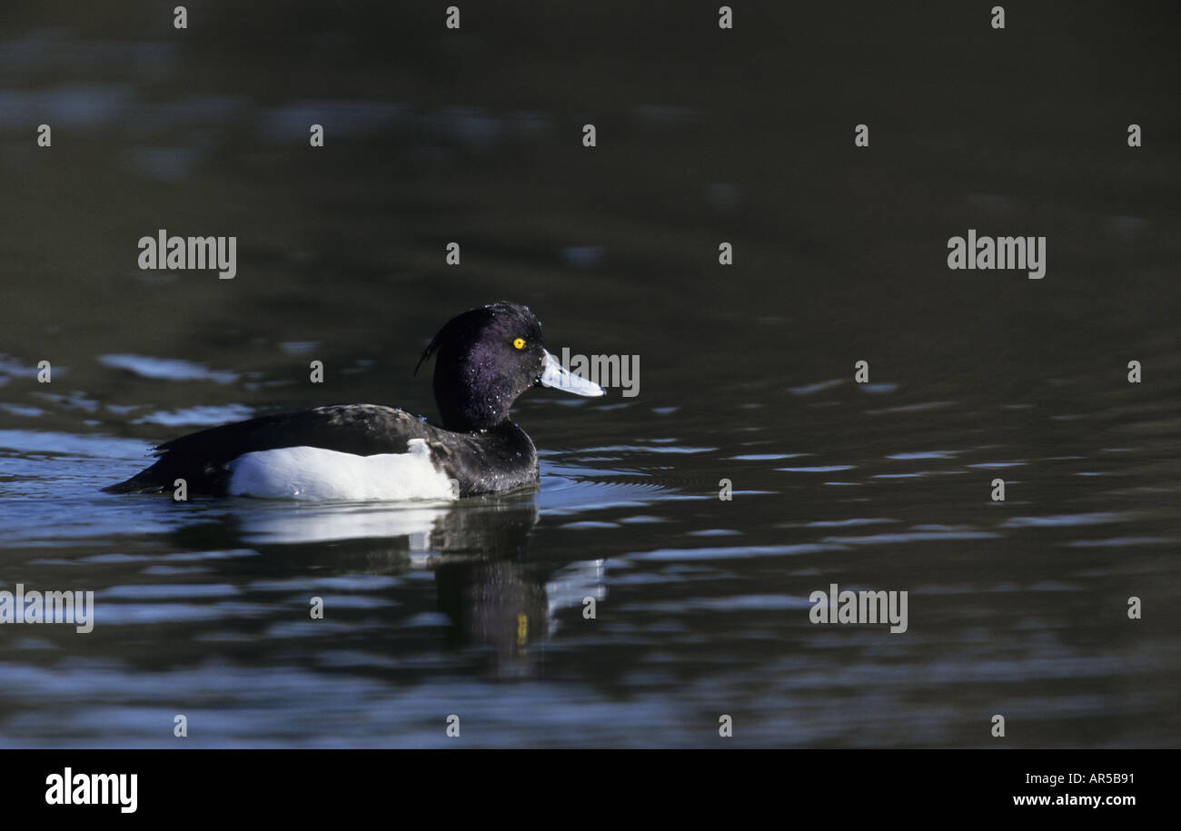 Moretta SMIMMING SUL LAGO WESTSUSSEX ARUNDEL REGNO UNITO Foto Stock