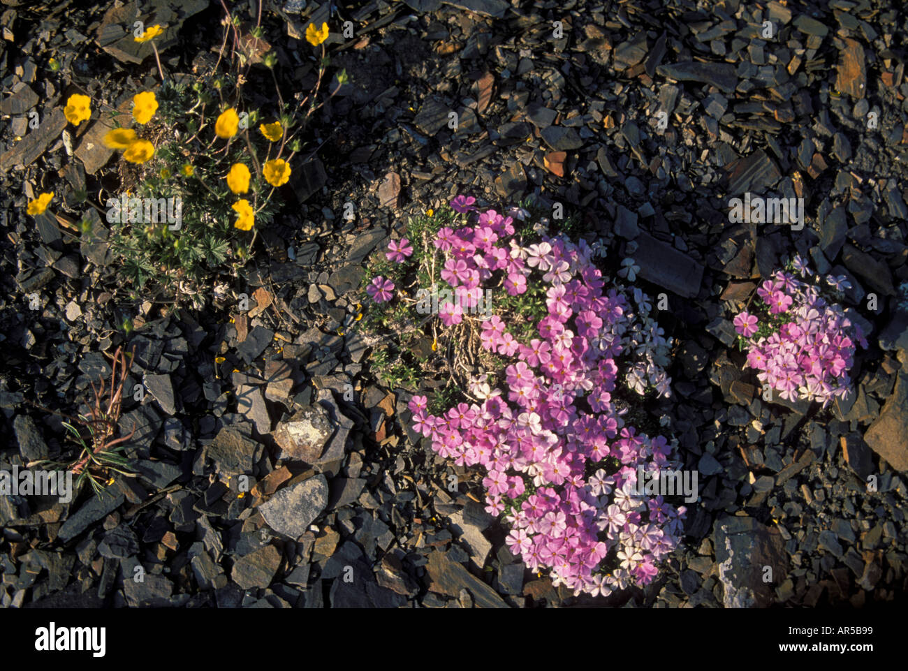 Siberian Phlox Phlox sibirica che fiorisce in ardesia campo rock Brooks Range Arctic National Wildlife Refuge N Alaska Foto Stock